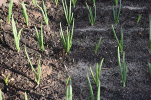 Planted Green Onions